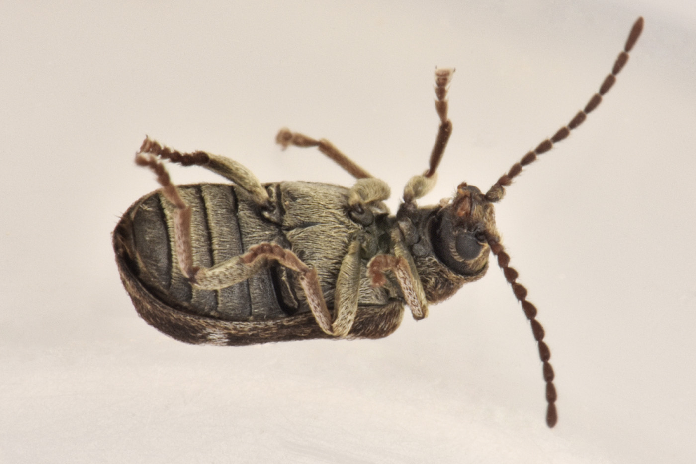 Anobiidae: Ptinomorphus regalis? Sì.